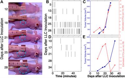 Prospects for Fluorescence Molecular In Vivo Liquid Biopsy of Circulating Tumor Cells in Humans